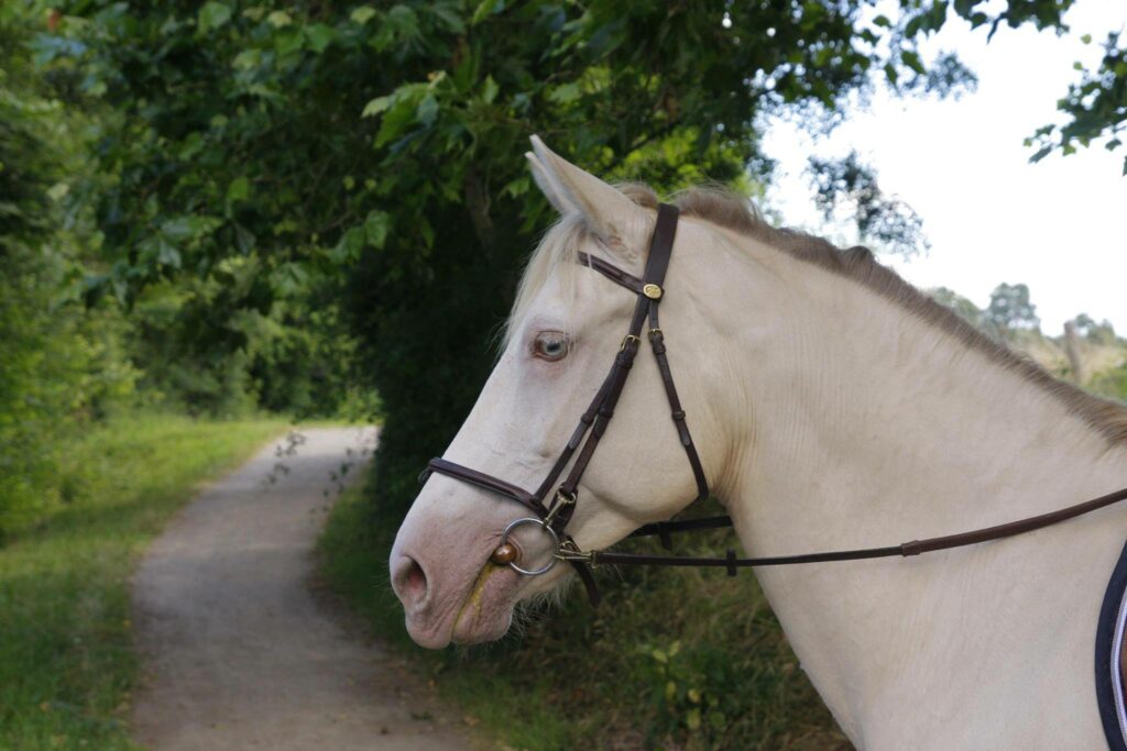 balade en bord de Sarthe